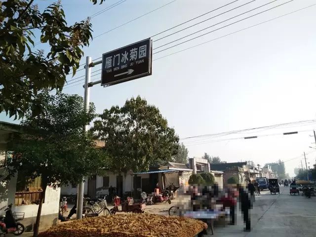 如何找到云臺(tái)冰菊？怎樣找到云臺(tái)冰菊？
